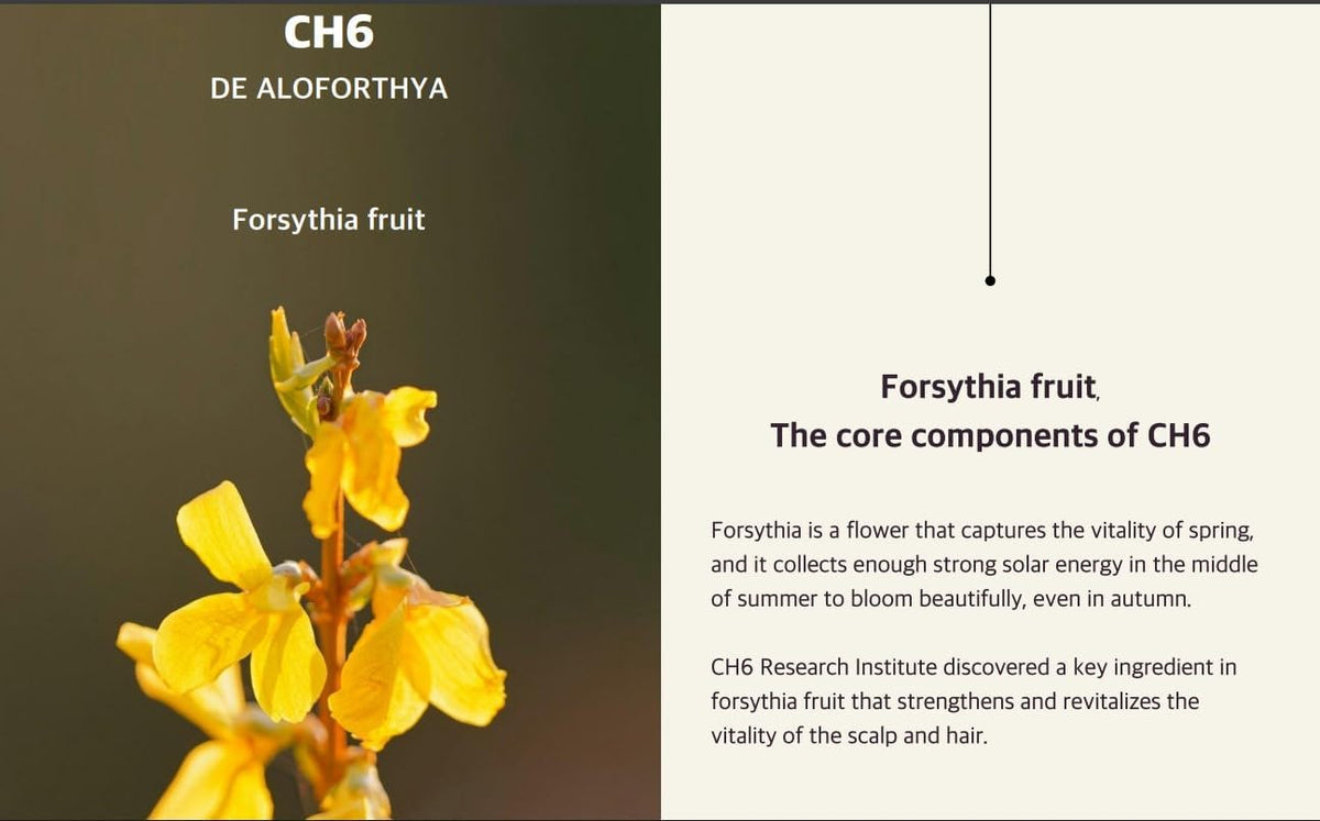 Organic Kalwanji Hair Shampoo CH6 | Herbal Black Seed Hair Cleanser - 400ML